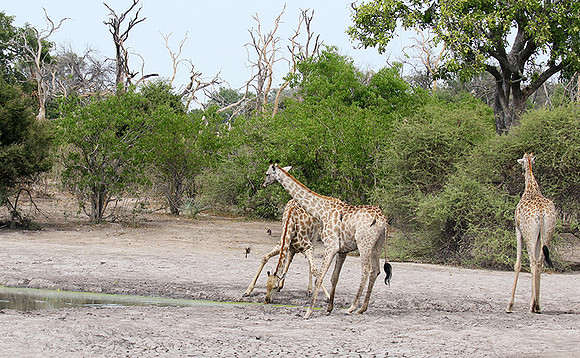 Moremi game reserve