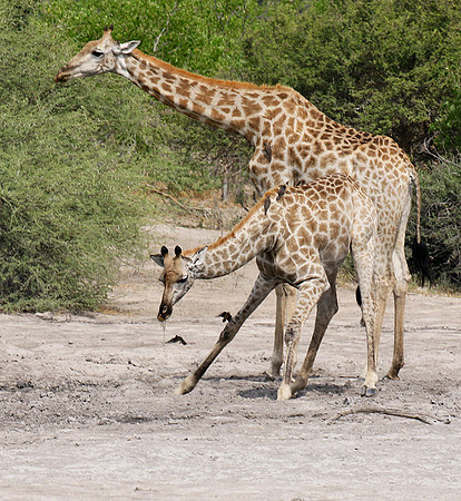 Moremi game reserve
