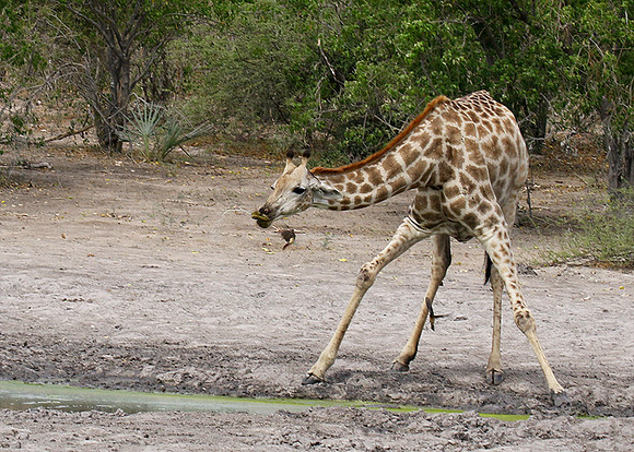 Moremi game reserve