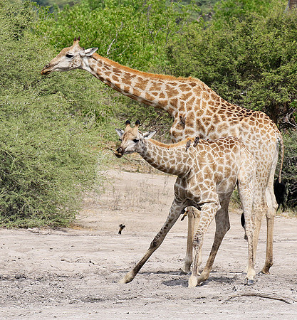 Moremi game reserve