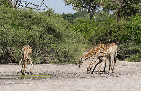 Moremi game reserve