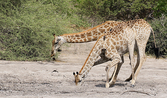 Moremi game reserve