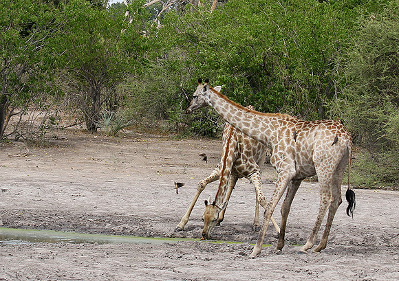 Moremi game reserve
