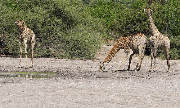 Moremi game reserve