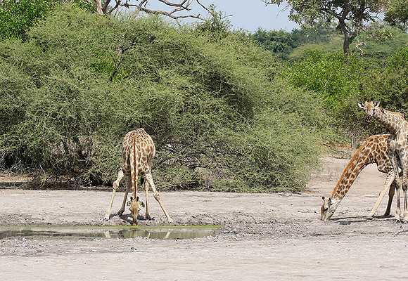 Moremi game reserve