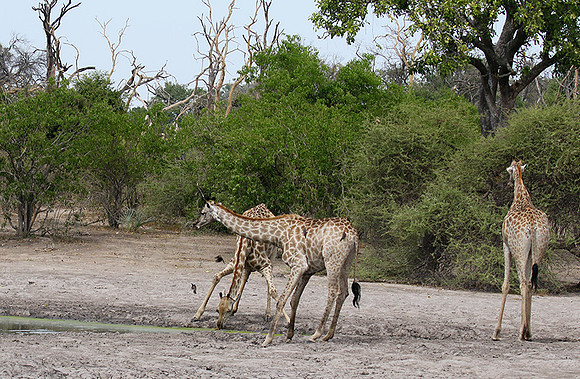 Moremi game reserve