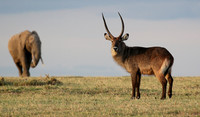 Waterbucks