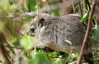 Bush hyrax - Emakoko - Nairobi National Park