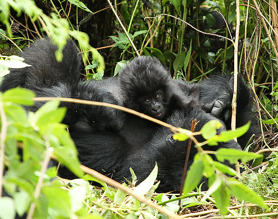 Volcanoes National Park