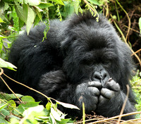 Gorillas