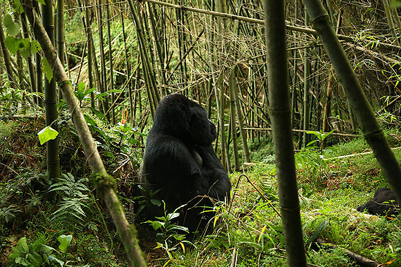 Volcanoes National Park