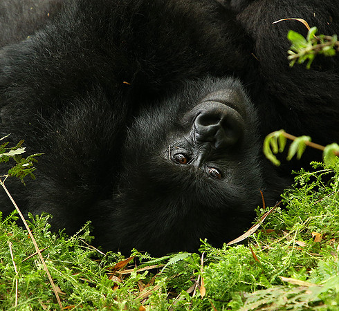 Volcanoes National Park
