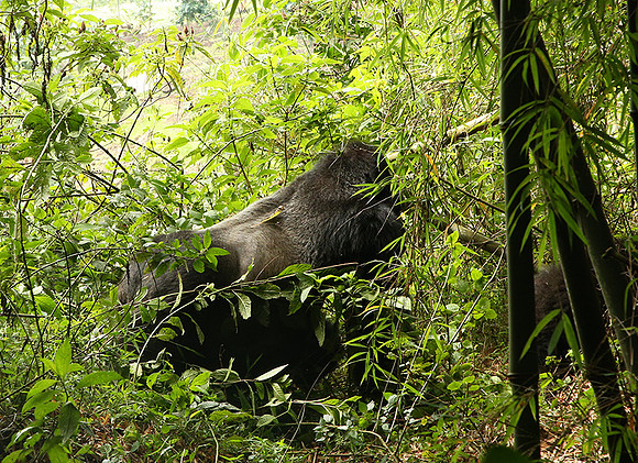Volcanoes National Park