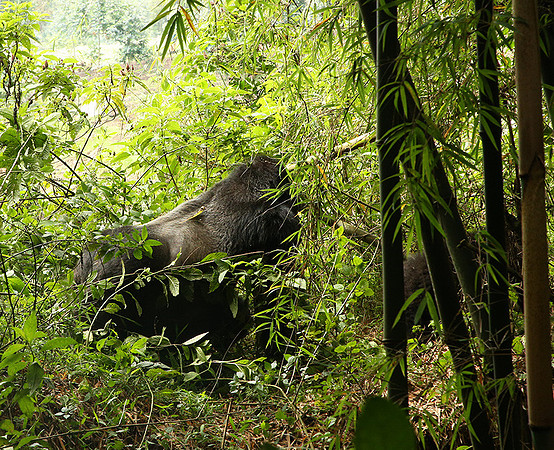Volcanoes National Park