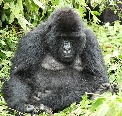 Volcanoes National Park