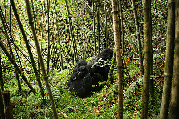 Volcanoes National Park