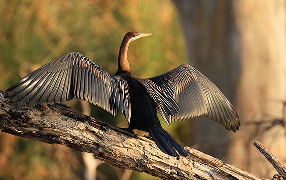 Darter - Malilangwe wildlife reserve