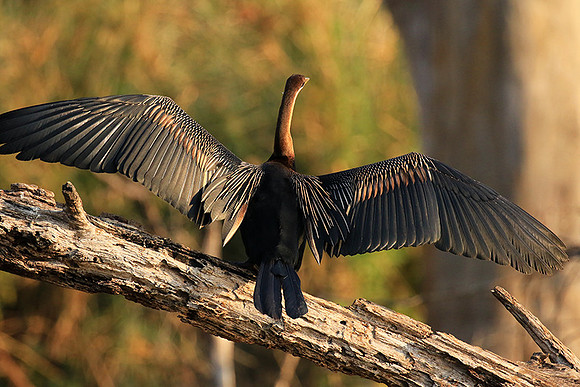 Darter - Malilangwe wildlife reserve
