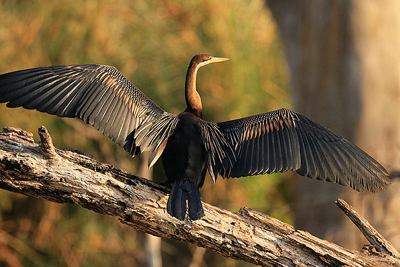 Darter - Malilangwe wildlife reserve