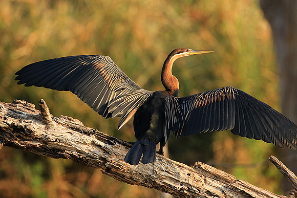 Darter - Malilangwe wildlife reserve