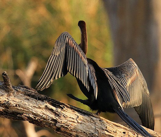 Darter - Malilangwe wildlife reserve