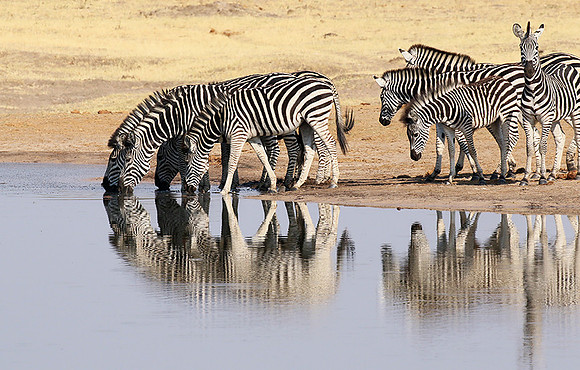 Hwange NP
