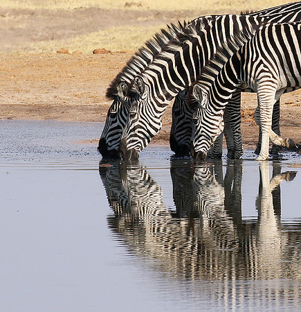 Hwange NP