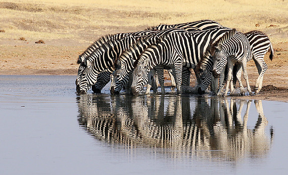 Hwange NP