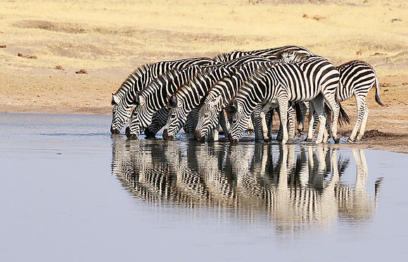 Hwange NP