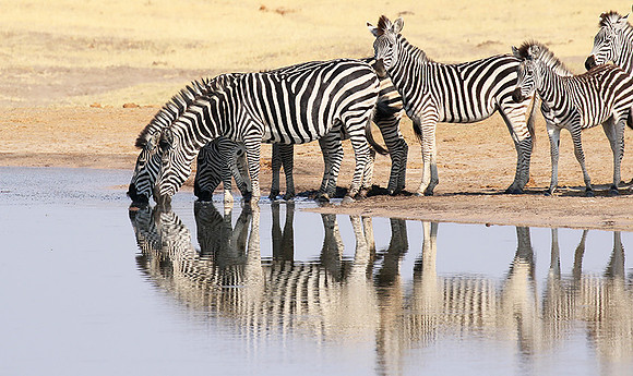 Hwange NP