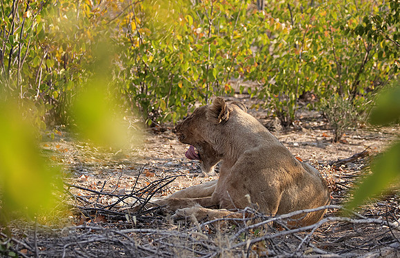 Ongava Private Reserve