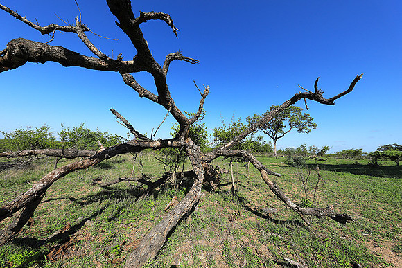 Sabi Sand - South Africa