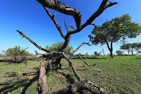 Sabi Sand - South Africa