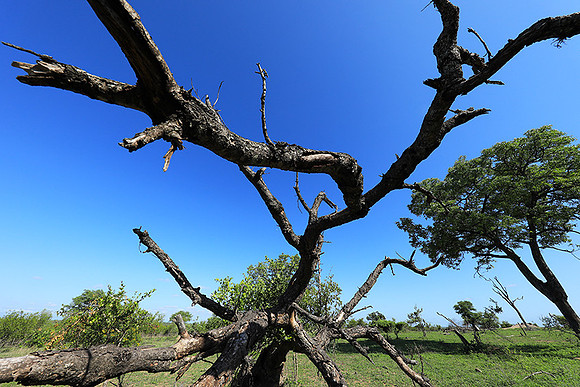 Sabi Sand - South Africa