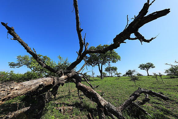 Sabi Sand - South Africa