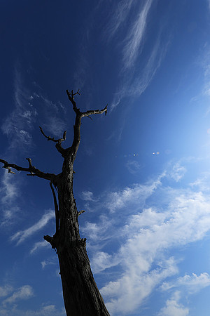 Sabi Sand - South Africa