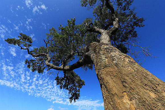 Sabi Sand - South Africa