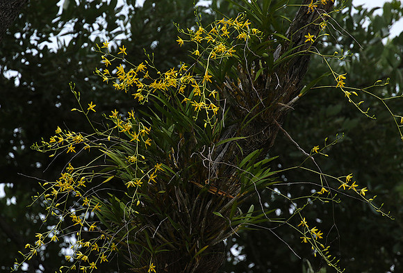 Orchid - South Africa