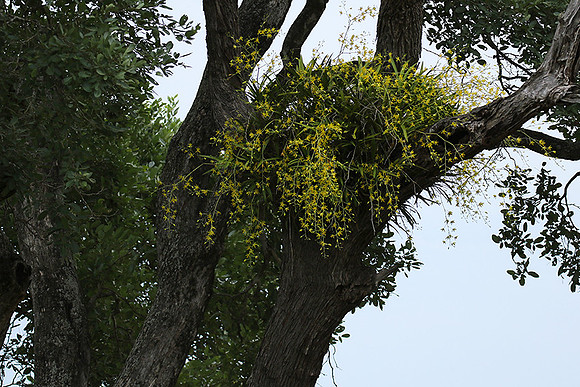 Orchid - South Africa