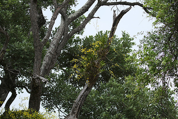 Orchid - South Africa