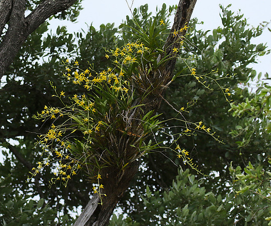 Orchid - South Africa