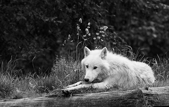 White wolves