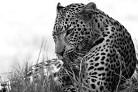 Abu - Delta of Okavango