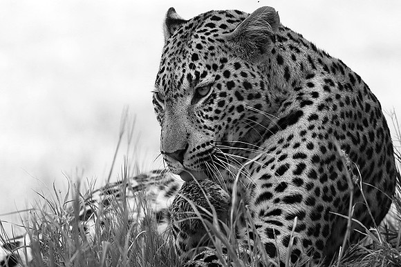 Abu - Delta of Okavango