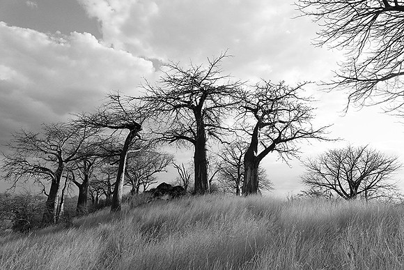 Baobabs - Tanzania