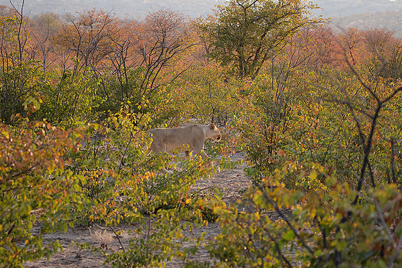 Ongava Private Reserve