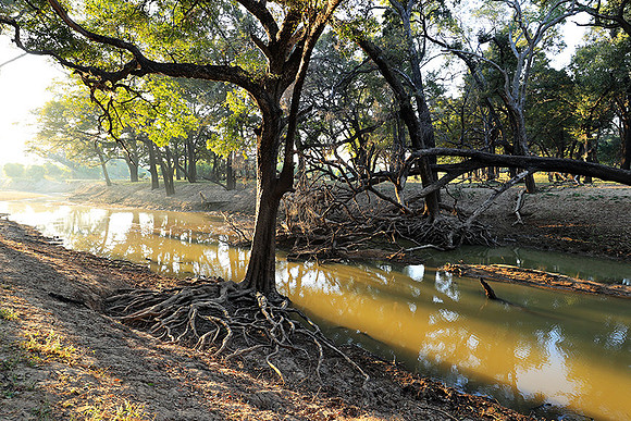 South Luangwa