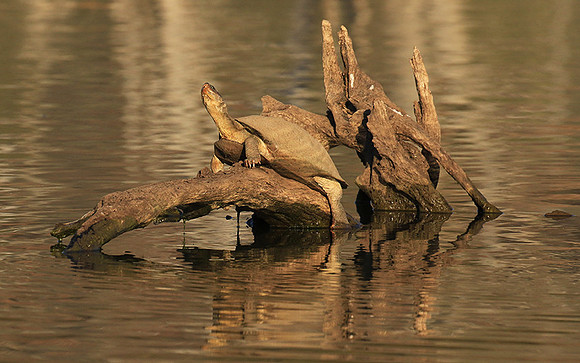 Terrapin tortoise