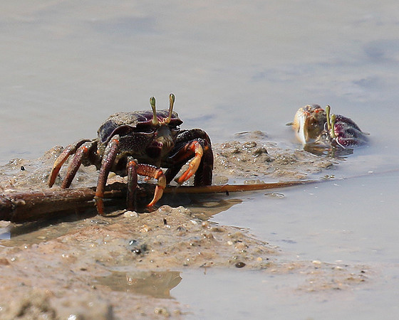 In the lagoon