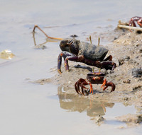 In the lagoon